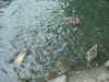 ducks_fish.jpg (60296 bytes)