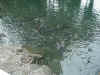 fish.jpg (61581 bytes)