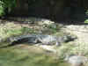 disney2_056_ak_alligator3.jpg (60595 bytes)