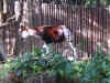 disney2_074_unknown3.jpg (60058 bytes)