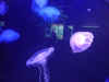 disney2_254_jelly_fish2.jpg (24952 bytes)
