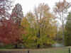 trees.jpg (70907 bytes)